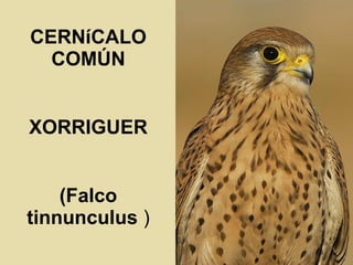 CERNíCALO COMÚN XORRIGUER (Falco tinnunculus  ) 
