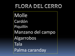 Molle
Cardón
Piquillín
Manzano del campo
Algarrobos
Tala
Palma caranday
 