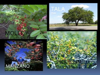 TALA


MOLLE



           PIQUILLIN
MANZANO
 