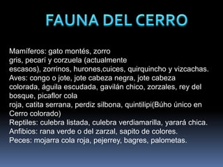 Mamíferos: gato montés, zorro
gris, pecarí y corzuela (actualmente
escasos), zorrinos, hurones,cuices, quirquincho y vizcachas.
Aves: congo o jote, jote cabeza negra, jote cabeza
colorada, águila escudada, gavilán chico, zorzales, rey del
bosque, picaflor cola
roja, catita serrana, perdiz silbona, quintilipi(Búho único en
Cerro colorado)
Reptiles: culebra listada, culebra verdiamarilla, yarará chica.
Anfibios: rana verde o del zarzal, sapito de colores.
Peces: mojarra cola roja, pejerrey, bagres, palometas.
 
