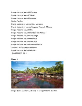Parque Nacional Natural El Tuparro
Parque Nacional Natural Tinigua
Parque Nacional Natural Sumapaz
Región Pacífico
Distrito Nacional de Manejo Cabo Manglares
Distrito Nacional de Manejo Integrado Yuruparí - Malpelo
Parque Nacional Natural Utría
Parque Nacional Natural Uramba Bahía Málaga
Parque Nacional Natural Sanquianga
Parque Nacional Natural Munchique
Parque Nacional Natural Los Katíos
Parque Nacional Natural Farallones de Cali
Santuario de Flora y Fauna Malpelo
Parque Nacional Natural Gorgona
(RODRIGUEZ, 2018)
Figura 2.
Parque de los Guácharos, ubicado en el departamento del Huila.
 