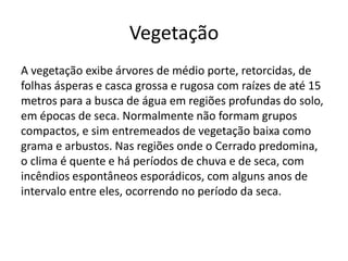 Vegetação
A vegetação exibe árvores de médio porte, retorcidas, de
folhas ásperas e casca grossa e rugosa com raízes de até 15
metros para a busca de água em regiões profundas do solo,
em épocas de seca. Normalmente não formam grupos
compactos, e sim entremeados de vegetação baixa como
grama e arbustos. Nas regiões onde o Cerrado predomina,
o clima é quente e há períodos de chuva e de seca, com
incêndios espontâneos esporádicos, com alguns anos de
intervalo entre eles, ocorrendo no período da seca.

 
