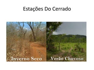 Estações Do Cerrado

 