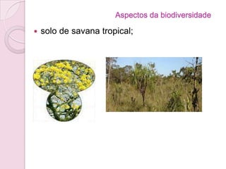 Aspectos da biodiversidade
 solo de savana tropical;
 