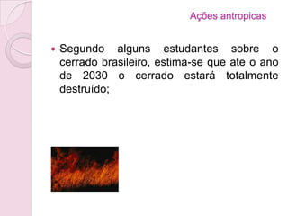 Ações antropicas
 Segundo alguns estudantes sobre o
cerrado brasileiro, estima-se que ate o ano
de 2030 o cerrado estará totalmente
destruído;
 