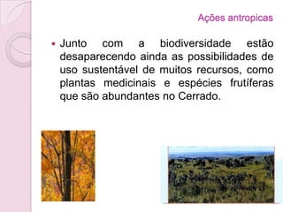 Ações antropicas
 Junto com a biodiversidade estão
desaparecendo ainda as possibilidades de
uso sustentável de muitos recursos, como
plantas medicinais e espécies frutíferas
que são abundantes no Cerrado.
 