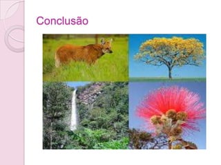 Conclusão
 