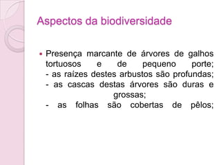 Aspectos da biodiversidade
 Presença marcante de árvores de galhos
tortuosos e de pequeno porte;
- as raízes destes arbustos são profundas;
- as cascas destas árvores são duras e
grossas;
- as folhas são cobertas de pêlos;
 