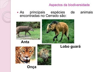 Aspectos da biodiversidade
 As principais espécies de animais
encontradas no Cerrado são:
Anta
Onça
Lobo guará
 