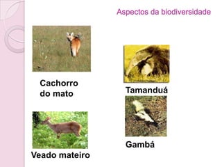 Aspectos da biodiversidade
Cachorro
do mato
Veado mateiro
Tamanduá
Gambá
 