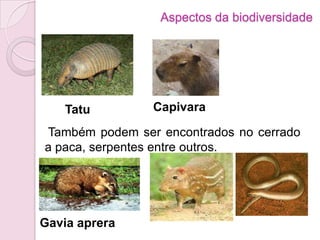 Aspectos da biodiversidade
Tatu Capivara
Também podem ser encontrados no cerrado
a paca, serpentes entre outros.
Gavia aprera
 