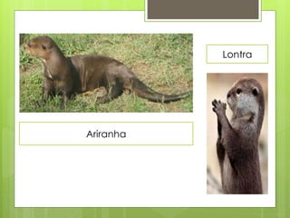 Ariranha 
Lontra 
 