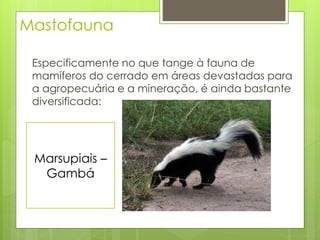 Mastofauna 
Especificamente no que tange à fauna de 
mamíferos do cerrado em áreas devastadas para 
a agropecuária e a mineração, é ainda bastante 
diversificada: 
Marsupiais – 
Gambá 
 