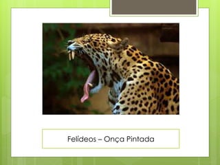 Felídeos – Onça Pintada 
 