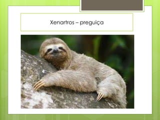 Xenartros – preguiça 
 
