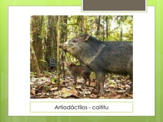 Artiodáctilos - caititu 
 