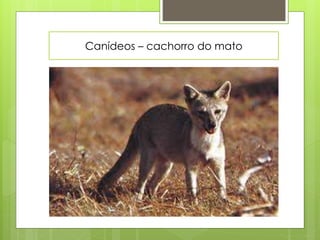Canídeos – cachorro do mato 
 