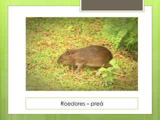 Roedores – preá 
 