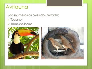 Avifauna 
São inúmeras as aves do Cerrado: 
 Tucano 
 João-de-barro 
 