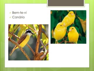 Bem-te-vi 
 Canário 
 