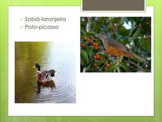  Sabiá-laranjeira 
 Pato-picasso 
 