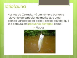 Ictiofauna 
Nos rios do Cerrado, há um número bastante 
relevante de espécies de mariscos, e uma 
grande variedade de peixes, desde aqueles que 
são comuns em pequenos córregos, como: 
 Piabas 
 