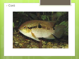  Cará 
 
