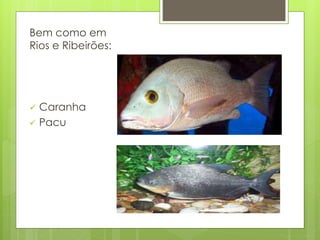 Bem como em 
Rios e Ribeirões: 
 Caranha 
 Pacu 
 