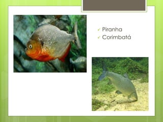  Piranha 
 Corimbatá 
 