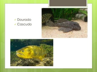  Dourado 
 Cascudo 
 