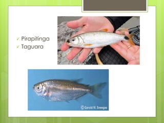  Pirapitinga 
 Taguara 
 