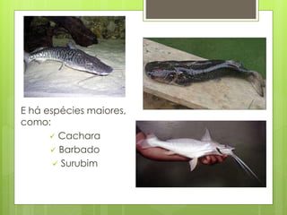 E há espécies maiores, 
como: 
 Cachara 
 Barbado 
 Surubim 
 