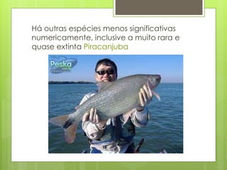 Há outras espécies menos significativas 
numericamente, inclusive a muito rara e 
quase extinta Piracanjuba 
 