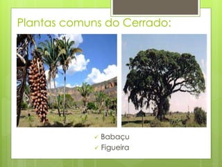 Plantas comuns do Cerrado: 
 Babaçu 
 Figueira 
 