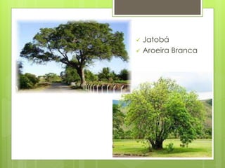  Jatobá 
 Aroeira Branca 
 