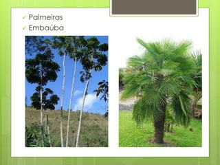  Palmeiras 
 Embaúba 
 