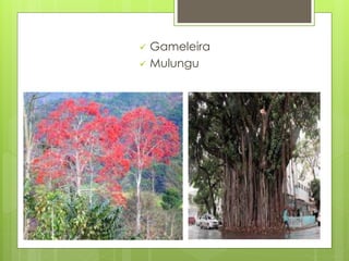  Gameleira 
 Mulungu 
 