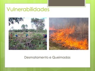 Vulnerabilidades 
Desmatamento e Queimadas 
 