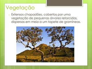 Vegetação 
o Extensos chapadões, cobertos por uma 
vegetação de pequenas árvores retorcidas, 
dispersas em meio a um tapete de gramíneas. 
 