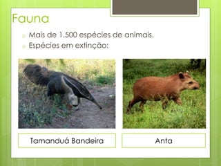 Fauna 
o Mais de 1.500 espécies de animais. 
o Espécies em extinção: 
Tamanduá Bandeira Anta 
 