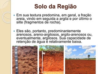 Bioma: Cerrado | PPTX