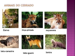Cerrado