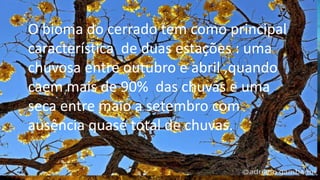 O bioma do cerrado tem como principal
característica de duas estações : uma
chuvosa entre outubro e abril ,quando
caem mais de 90% das chuvas e uma
seca entre maio a setembro com
ausência quase total de chuvas.
 