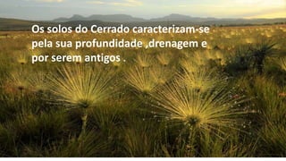Os solos do Cerrado caracterizam-se
pela sua profundidade ,drenagem e
por serem antigos .
 