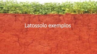 Latossolo exemplos
 