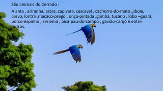 São animais do Cerrado :
A anta , ariranha, arara, capivara, cascavel , cachorro-do-mato ,jiboia,
cervo, lontra ,macaco-prego , onça-pintada ,gambá, tucano , lobo –guará,
porco-espinho , seriema , pica-pau-do-campo , gavião-carijó e entre
outros.
 