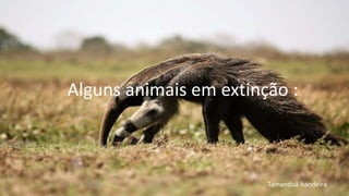 Alguns animais em extinção :
Tamanduá-bandeira
 