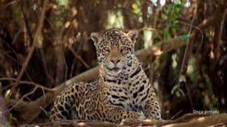 Onça-pintada
 