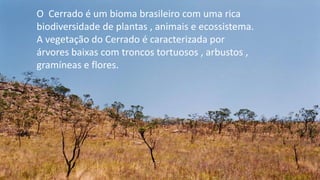 .
O Cerrado é um bioma brasileiro com uma rica
biodiversidade de plantas , animais e ecossistema.
A vegetação do Cerrado é caracterizada por
árvores baixas com troncos tortuosos , arbustos ,
gramíneas e flores.
 