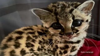 Gato-maracajá
 